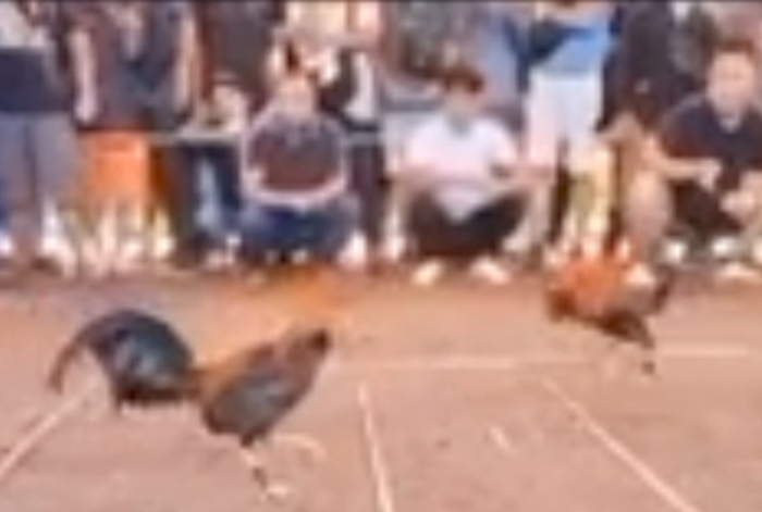 Aktivitas judi sabung ayam berskala besar di Desa Sekedau