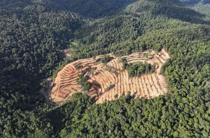 Tersangka perusakan hutan lindung Konawe Selatan seluas 12,5 hektare resmi diserahkan ke jaksa